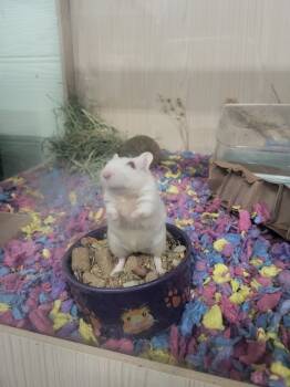 Rescue Gerbil Gerbils for Adoption in Village Of Lakewood, Illinois - Bluegrass | PetCurious