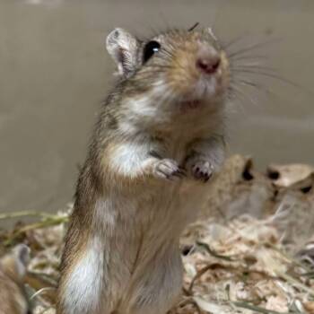 Rescue Gerbil Gerbils for Adoption in Gladstone, Michigan - Zack 250375 | PetCurious