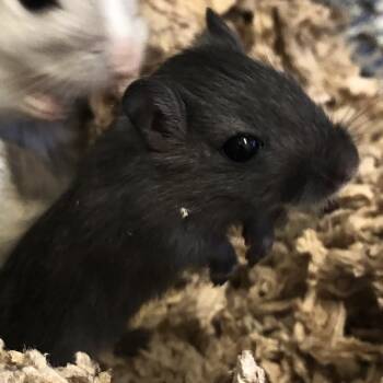 Rescue Gerbil Gerbils for Adoption in Fairport, New York - Obsidian | PetCurious