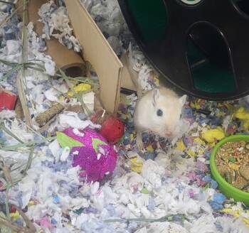 Rescue Gerbil Gerbils for Adoption in Crystal Lake, Illinois - Zezu | PetCurious