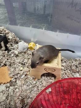 Rescue Gerbil Gerbils for Adoption in Crystal Lake, Illinois - Sterling | PetCurious