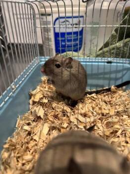 Rescue Gerbil Gerbils for Adoption in Montreal, Quebec - Sunny | PetCurious