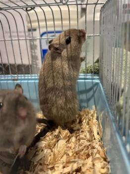 Rescue Gerbil Gerbils for Adoption in Montreal, Quebec - Nibbles | PetCurious