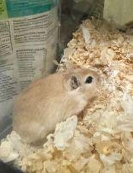Rescue Gerbil Gerbils for Adoption in Reisterstown, Maryland - Bingo | PetCurious