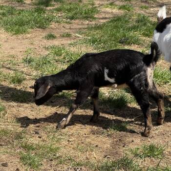 Rescue Goat Goats for Adoption in Quakertown, Pennsylvania - Carribean | PetCurious