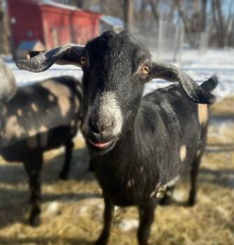 Rescue Goat Goats for Adoption in Kingston, New York - Kiki | PetCurious