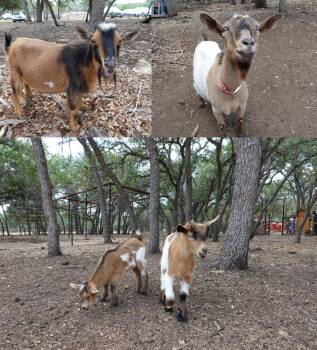 Rescue Nigerian Dwarf Goats for Adoption in Bulverde, Texas - June & Remi With Babies Sunshine & Apollo | PetCurious