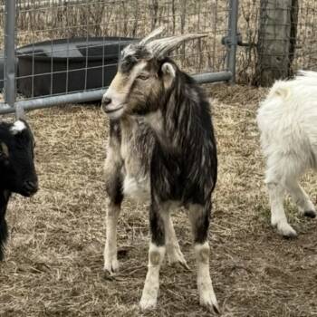 Rescue Goat Goats for Adoption in Quakertown, Pennsylvania - Mykonos | PetCurious