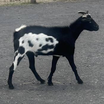 Rescue Goat Goats for Adoption in Quakertown, Pennsylvania - Gurt | PetCurious