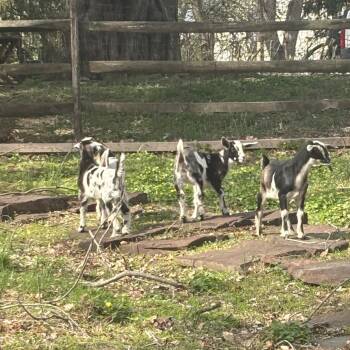 Rescue Nubian and Nigerian Dwarf Goats for Adoption in Perkasie, Pennsylvania - Baby Goats | PetCurious