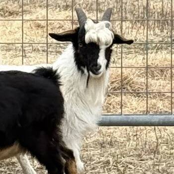 Rescue Goat Goats for Adoption in Quakertown, Pennsylvania - Cozumel | PetCurious