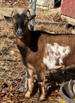 Rescue Goat Goats for Adoption in Stratham, New Hampshire - Jeffrey | PetCurious