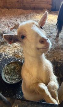 Rescue Goat Goats for Adoption in Stratham, New Hampshire - Delilah | PetCurious