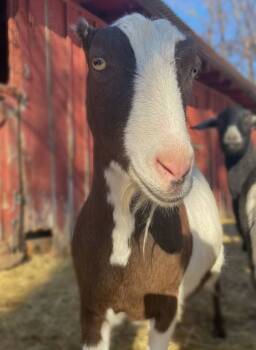 Rescue Goat Goats for Adoption in Kingston, New York - Jessie | PetCurious