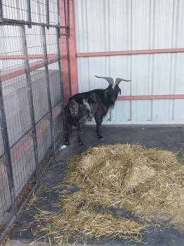 Rescue Goat Goats for Adoption in Albuquerque, New Mexico - WALKER | PetCurious