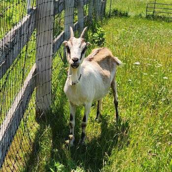 Rescue Goat Goats for Adoption in Methuen, Massachusetts - FRISKY | PetCurious