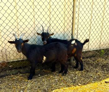 Rescue Goat and Pygmy Goats for Adoption in Upper Sandusky, Ohio - Phineas And Ferb | PetCurious