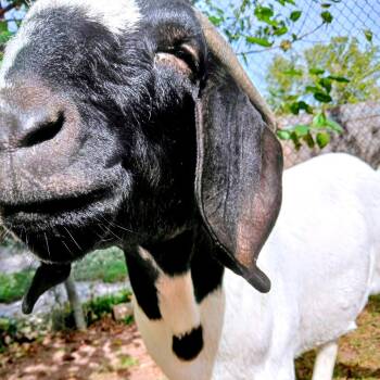 Rescue Goat Goats for Adoption in Fairport, New York - Owen | PetCurious