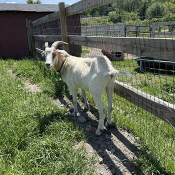 Rescue Goat Goats for Adoption in Methuen, Massachusetts - DUSTIN | PetCurious