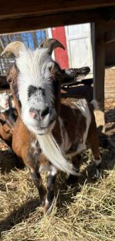 Rescue Goat Goats for Adoption in Stratham, New Hampshire - Mike | PetCurious