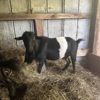 Rescue Nigerian Dwarf Goats for Adoption in Vinemont, Alabama - Oreo | PetCurious