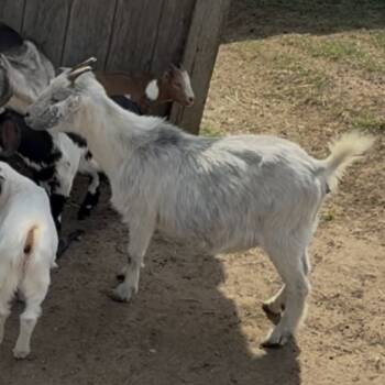 Rescue Goat Goats for Adoption in Quakertown, Pennsylvania - Bahama Mama | PetCurious