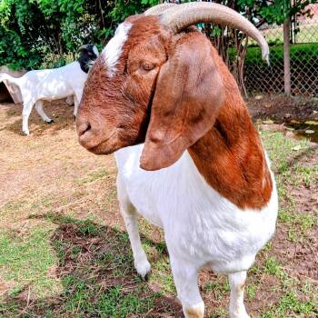 Rescue Goat Goats for Adoption in Fairport, New York - Brownie | PetCurious