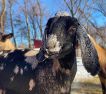 Rescue Goat Goats for Adoption in Kingston, New York - Maeline | PetCurious