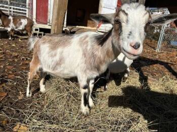 Rescue Goat Goats for Adoption in Stratham, New Hampshire - Squirt | PetCurious