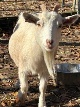 Rescue Goat Goats for Adoption in Stratham, New Hampshire - Erica | PetCurious