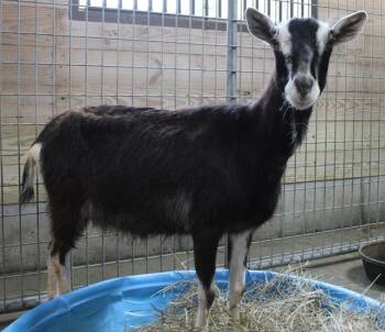 Rescue Goat Goats for Adoption in Union, Missouri - JANE | PetCurious
