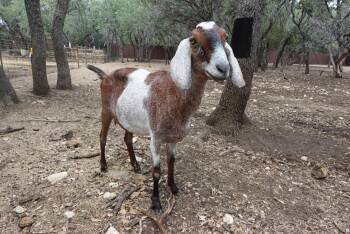 Rescue Nubian Goats for Adoption in Bulverde, Texas - Heidi | PetCurious