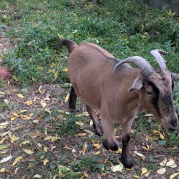Rescue Goat Goats for Adoption in Quakertown, Pennsylvania - Duncan | PetCurious