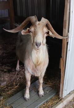 Rescue Goat Goats for Adoption in Gloucester, Virginia - Male Goat 1 | PetCurious