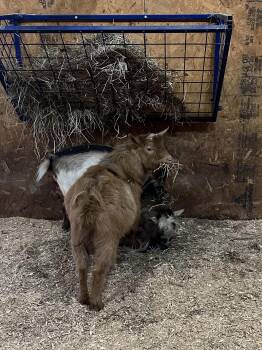 Rescue Nigerian Dwarf Goats for Adoption in Ravenna, Ohio - Cisco, Rocket, & Yeti | PetCurious