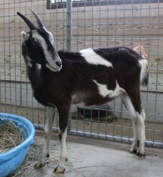 Rescue Goat Goats for Adoption in Union, Missouri - JUDY | PetCurious