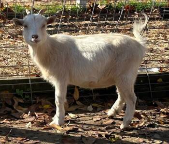 Rescue Goat Goats for Adoption in Stratham, New Hampshire - Sprout | PetCurious