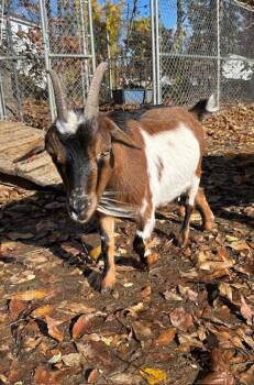 Rescue Goat Goats for Adoption in Stratham, New Hampshire - Brownie | PetCurious