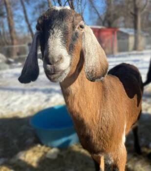 Rescue Goat Goats for Adoption in Kingston, New York - Lauren | PetCurious