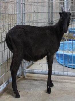 Rescue Goat Goats for Adoption in Union, Missouri - ELROY | PetCurious