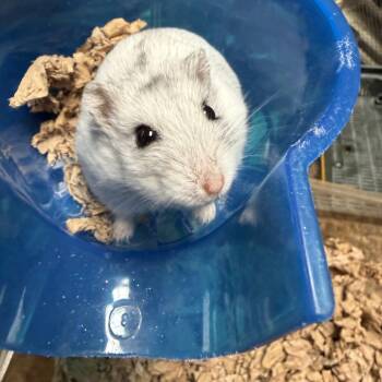 Rescue Dwarf Hamster Hamsters for Adoption in Edinburg, Pennsylvania - Ester: Video!! | PetCurious