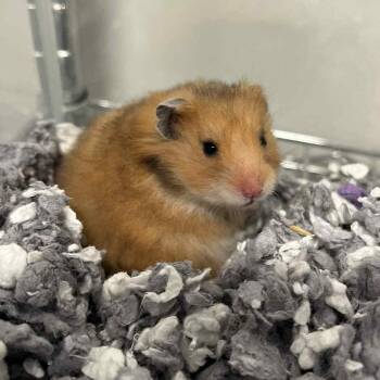 Rescue Hamster Hamsters for Adoption - Zibby | PetCurious
