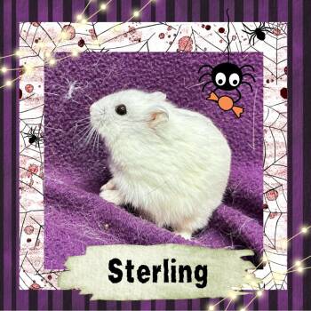 Rescue Hamster Hamsters for Adoption in Elizabethtown, Kentucky - Sterling | PetCurious