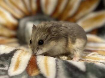Rescue Hamster Hamsters for Adoption in Annapolis, Maryland - Blue Moon | PetCurious