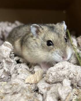Rescue Hamster Hamsters for Adoption in Novato, California - Reeses Pieces | PetCurious