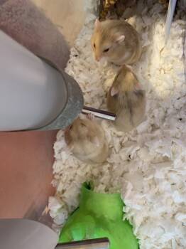 Rescue Hamster Hamsters for Adoption in San Diego, California - Hema Baby Girl Three B | PetCurious