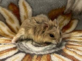Rescue Hamster Hamsters for Adoption in Annapolis, Maryland - Pumpkin | PetCurious