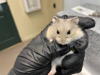 Rescue Hamster Hamsters for Adoption in Pasadena, California - A524860 | PetCurious