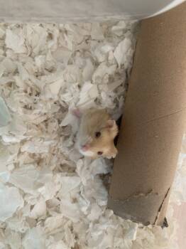 Rescue Hamster Hamsters for Adoption in San Diego, California - Hemanya Baby Boy 3 B | PetCurious