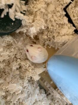 Rescue Hamster Hamsters for Adoption in San Diego, California - Tiny Toby | PetCurious
